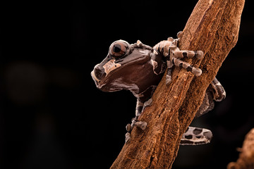 the spiny headed tree frog of the Amazon rain forest. A beautiful rainforest animal at night in the jungle.