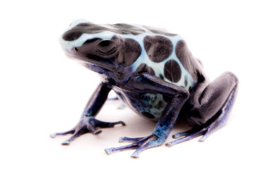 White poison dart frog, Dendrobates tinctorius oyapok, French Guyana. Macro of a poisonous Amazon rain forest animal. Isolated on white background..