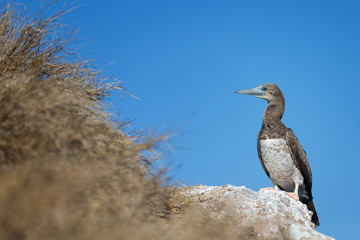 Portrait of a brown booby (Sula leucogaster) on a uninhabited island off the coast of Mexico