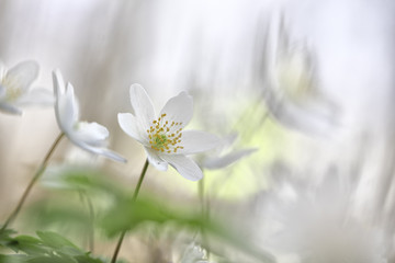Wildflower minimalism - white spring wild flowers