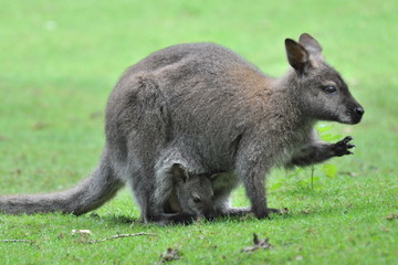 Känguru und Junges