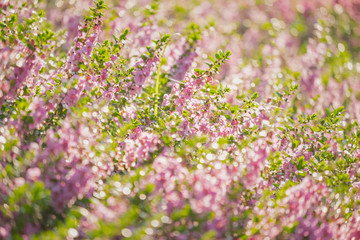Obraz premium Pink Angelonia goyazensis Benth