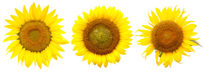 sunflower isolated on white background,with copyspace