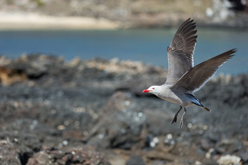 Heermanns Gull (Larus heermanni) in flight over a rocky landscape by the sea on an uninhabited island off the coast of Mexico