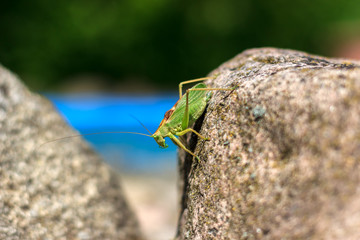 locust sitting on the stone