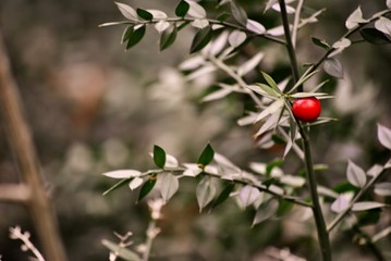 butcher's-broom and red berry