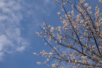 Цветение фруктового дерева на фоне синего неба.Flowering fruit tree against the blue sky.