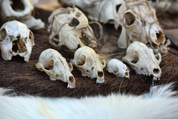 animal's skull on sacking background