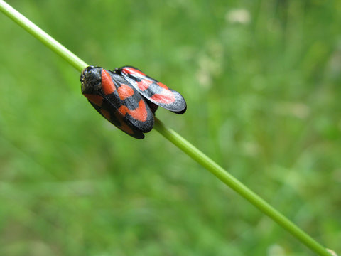 Cercopes sanguins sur une tige