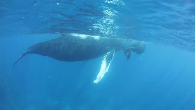 Humpback Whale Mother and Calf at Surface of Ocean