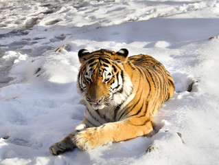 Amur tiger