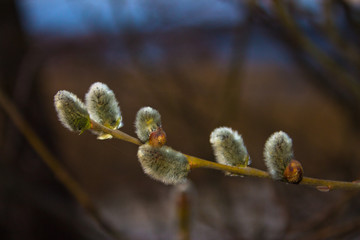 Pussy-willow in the forest of the Voronezh region