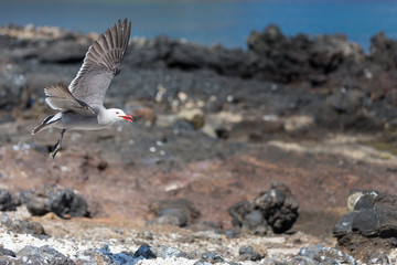 Heermanns Gull (Larus heermanni) in flight over a rocky landscape by the sea on an uninhabited island off the coast of Mexico