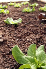 Close up of green lettuce cultivation in a sustainable greenhouse in countryside