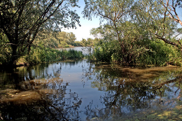 Fototapeta na wymiar Swampy area at River Tisza, Tiszaalpar, Hungary
