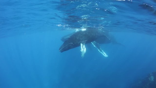 Humpback Whale Calf and Mother at Surface of Caribbean Sea