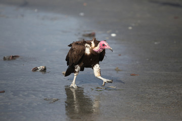 huge vulture on a beach