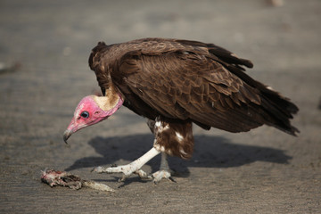 huge vulture on a beach