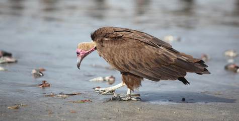 huge vulture on a beach