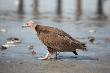 huge vulture on a beach