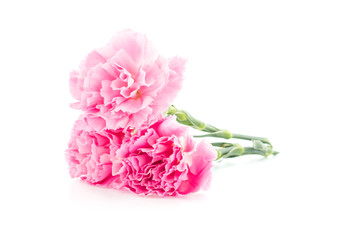 Pink carnations flower on white background