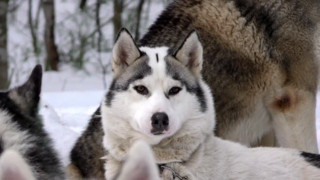 Harsh Sled Husky in the pack on leash close. Siberian Huskies sled dog waiting for the run. Sledding dogs on competition racing. Animal driven sleigh, lives of the in the North. 