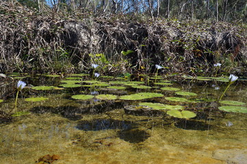 Water lilies in a clear water pond