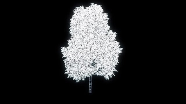  Tree Plant in Wireframe Hologram Style. Nice 3D Rendering
