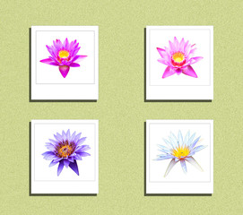 Lotus on isolate instant photo
