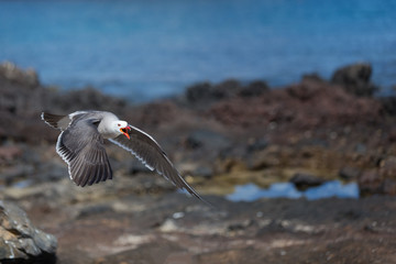 Heermanns Gull (Larus heermanni) in flight over a rocky landscape by the sea on an uninhabited island off the coast of Mexico