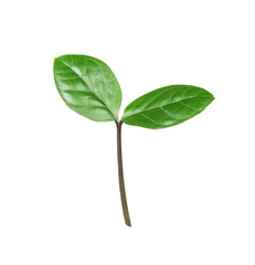 Green sprout on a white background