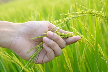 Agriculture. hand gently holding young rice with warm sunlight.