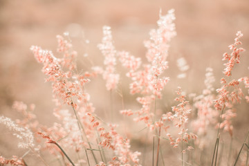 grass flower field in spring background