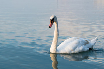 Fototapeta na wymiar Swans on the lake Balaton in the sunset.