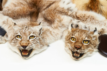Two stuffed lynxes hunting trophy