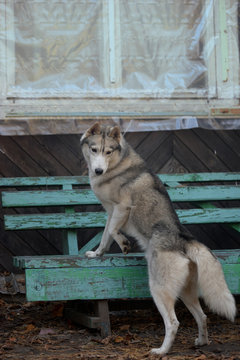 A Siberian hussy dog is climbing a bench