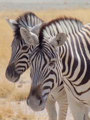 Baby Zebra and mother in Etosha National Park, Namibia
