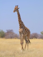 Giraffe in Etosha National Park, Namibia