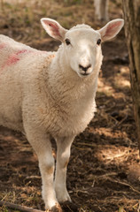 Fototapeta premium Spring Lamb standing in the shade
