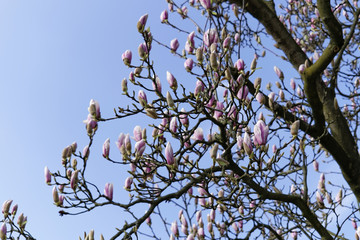 Beautiful blooming magnolia tree in  a spring garden.