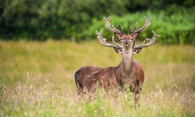 Majestic Red deer stag with large antlers standing in a grassy open meadow