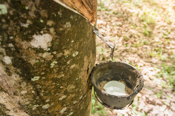 Milky latex extracted from rubber tree.