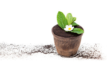Chocolate dessert in the form of a flower pot with chocolate with biscuit and mint.