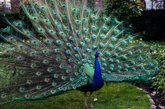 Fototapeta A beautiful male peacock showing its wheel in the act of courting the female, on the green grass of a public park