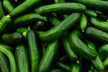 Fresh organic cucumbers sold on market