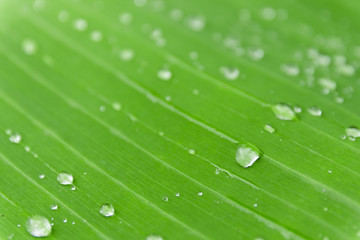 Water drops on Banana leaf.