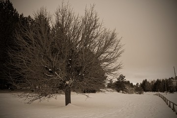 Etna "Serra la nave"  © Nick Tempest