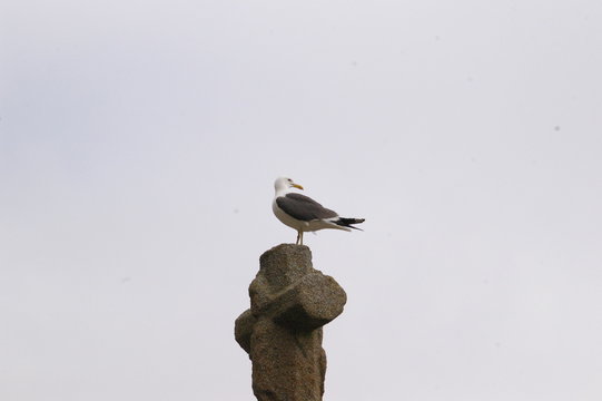 Mouette