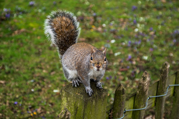 Brown squirrel around the Holland Park in London crossing the road or climbing on the threes