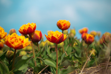 Obraz premium Rows of yellow tulips in Dutch